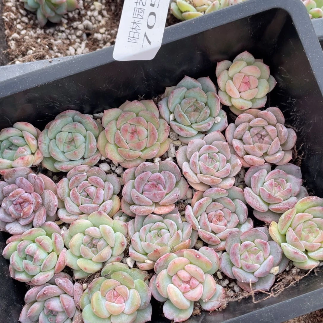 壮****?多肉植物多肉植物705