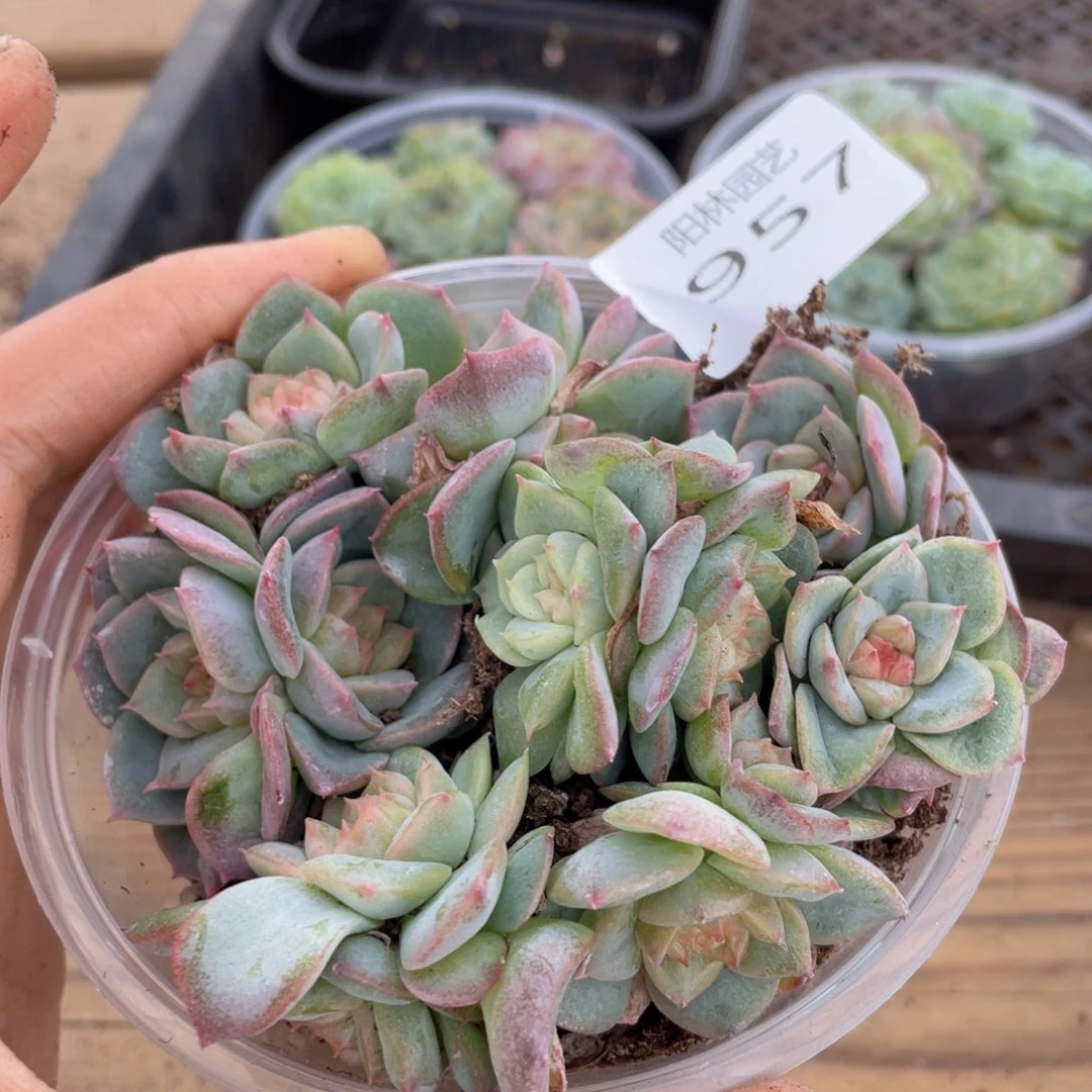 多肉植物多肉植物957