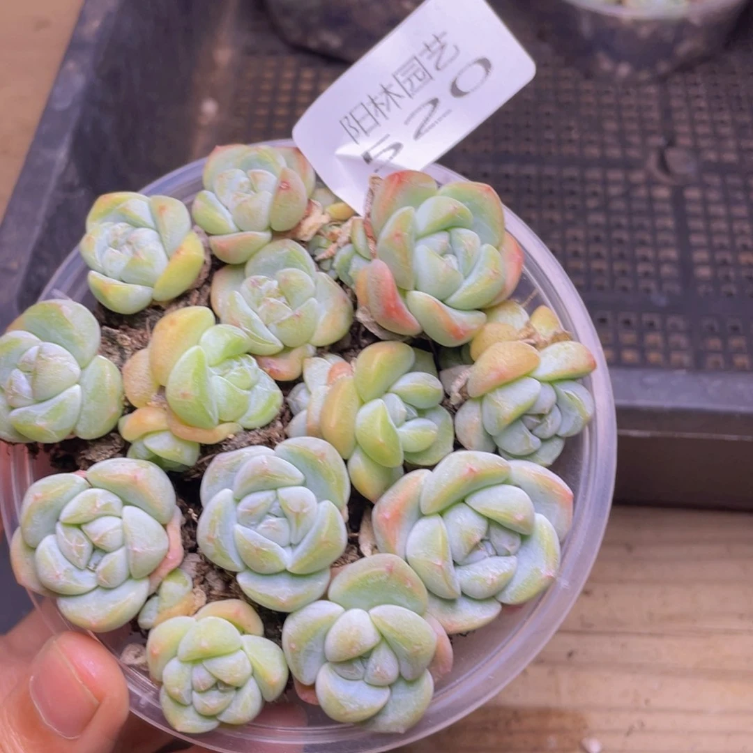 多肉植物多肉植物520