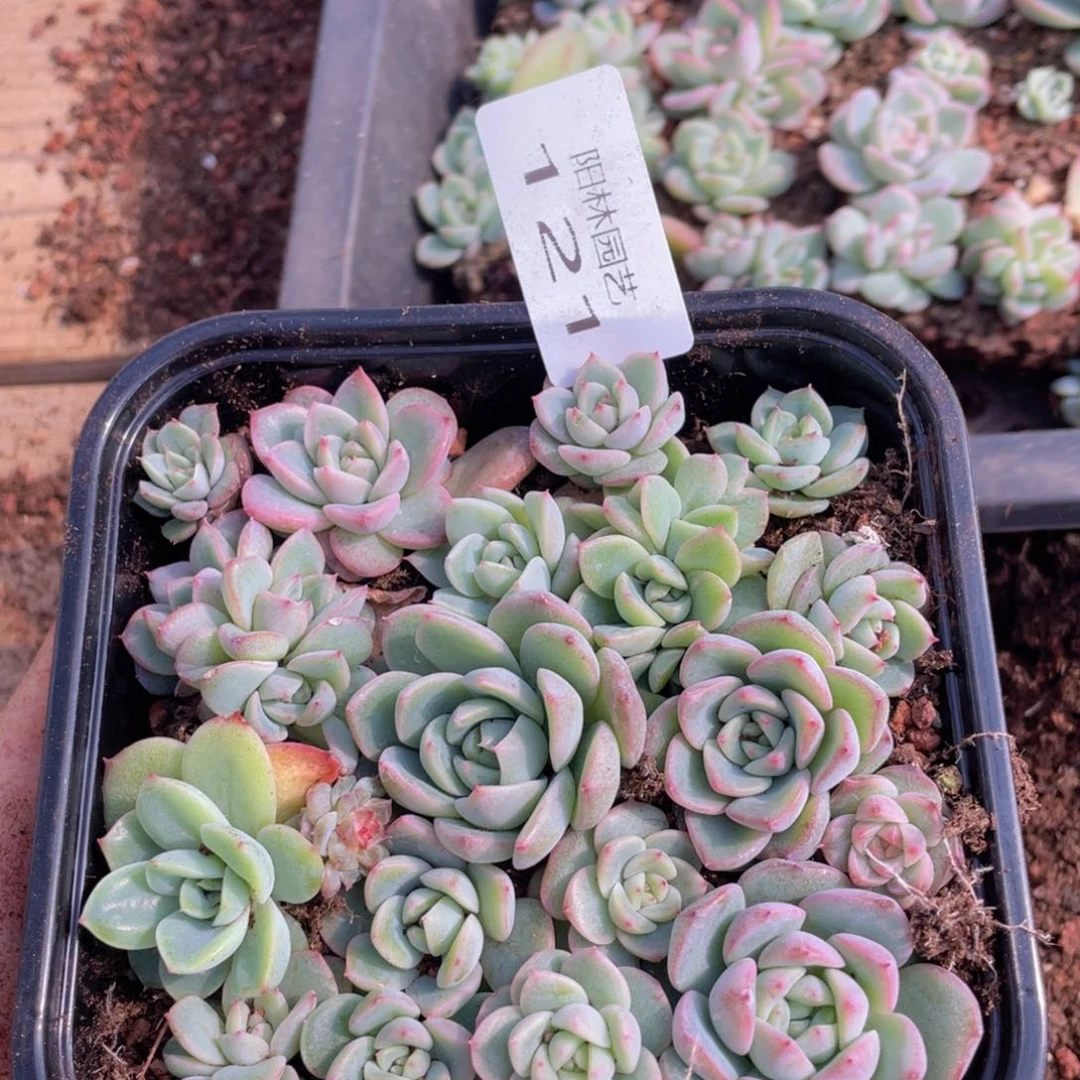 多肉植物多肉植物121