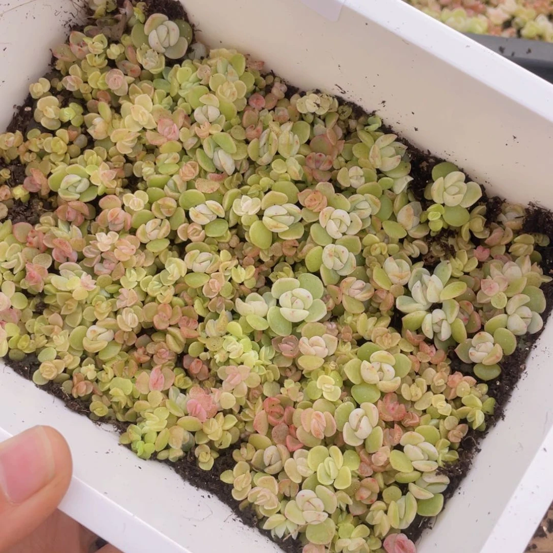 E**l多肉植物多肉植物232