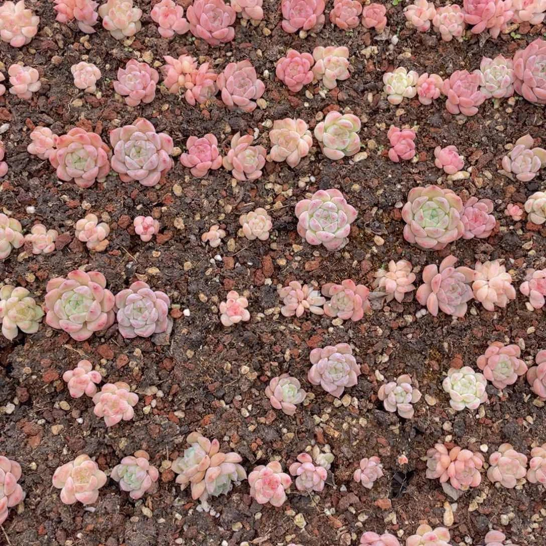 蕉**莓多肉植物多肉植物704