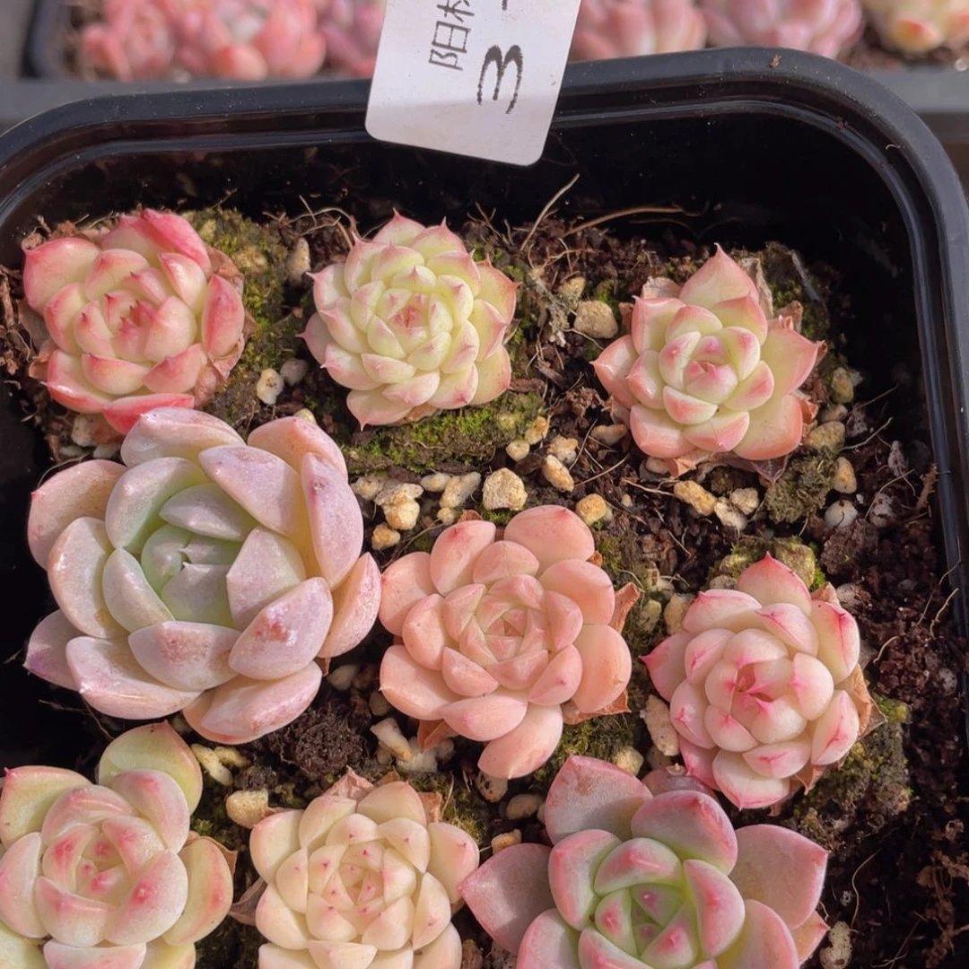 多肉植物多肉植物312