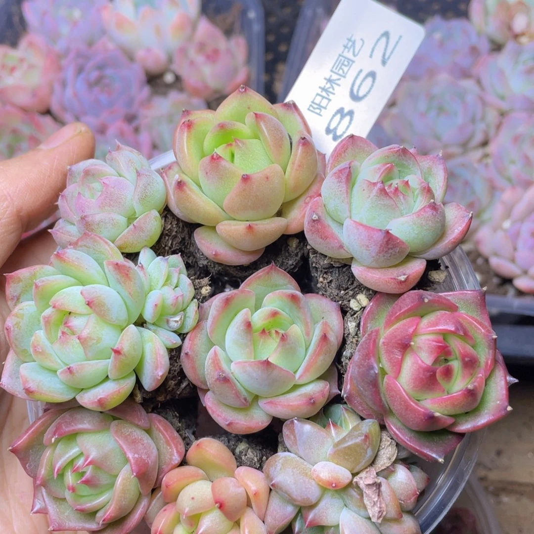 多肉植物多肉植物862