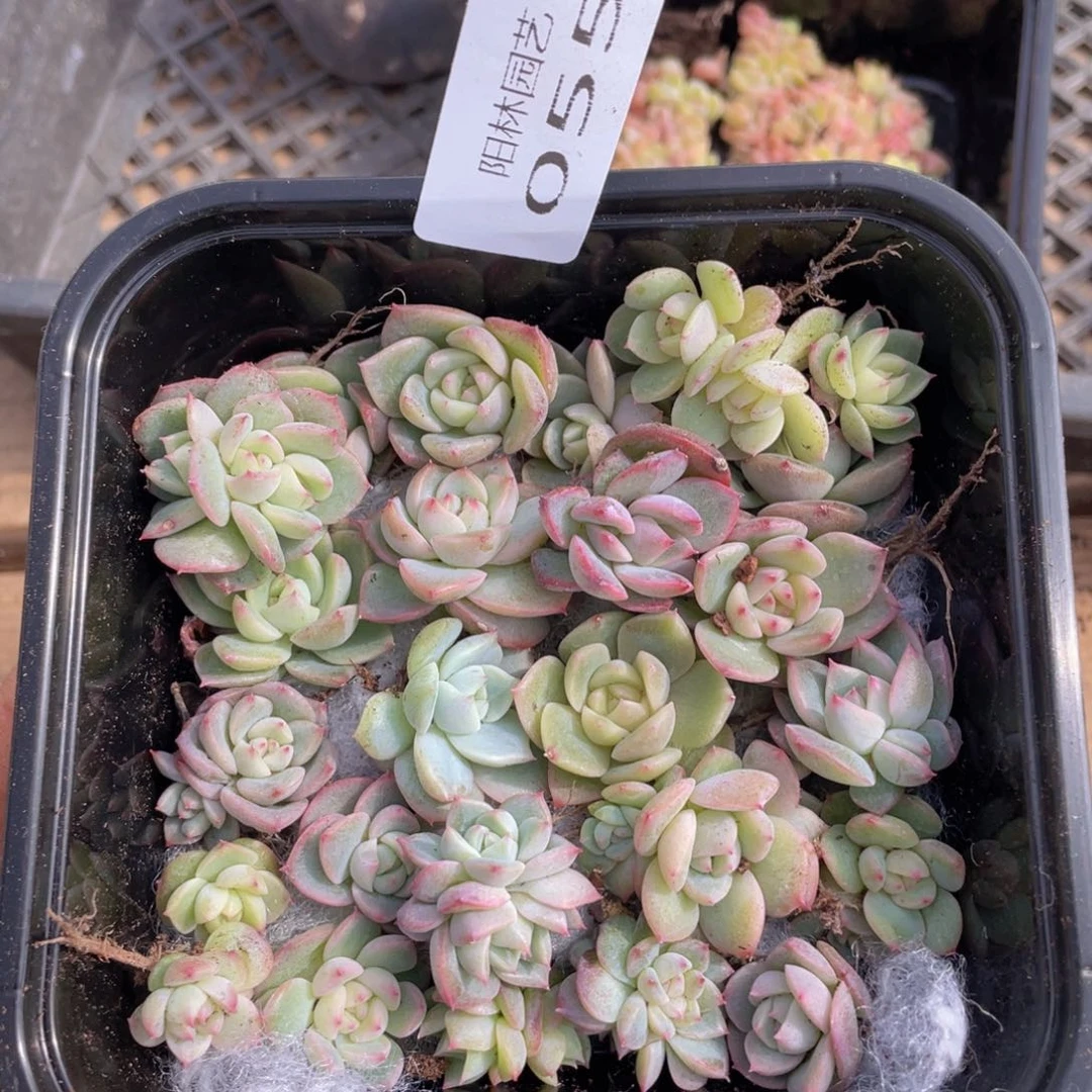 多肉植物多肉植物55