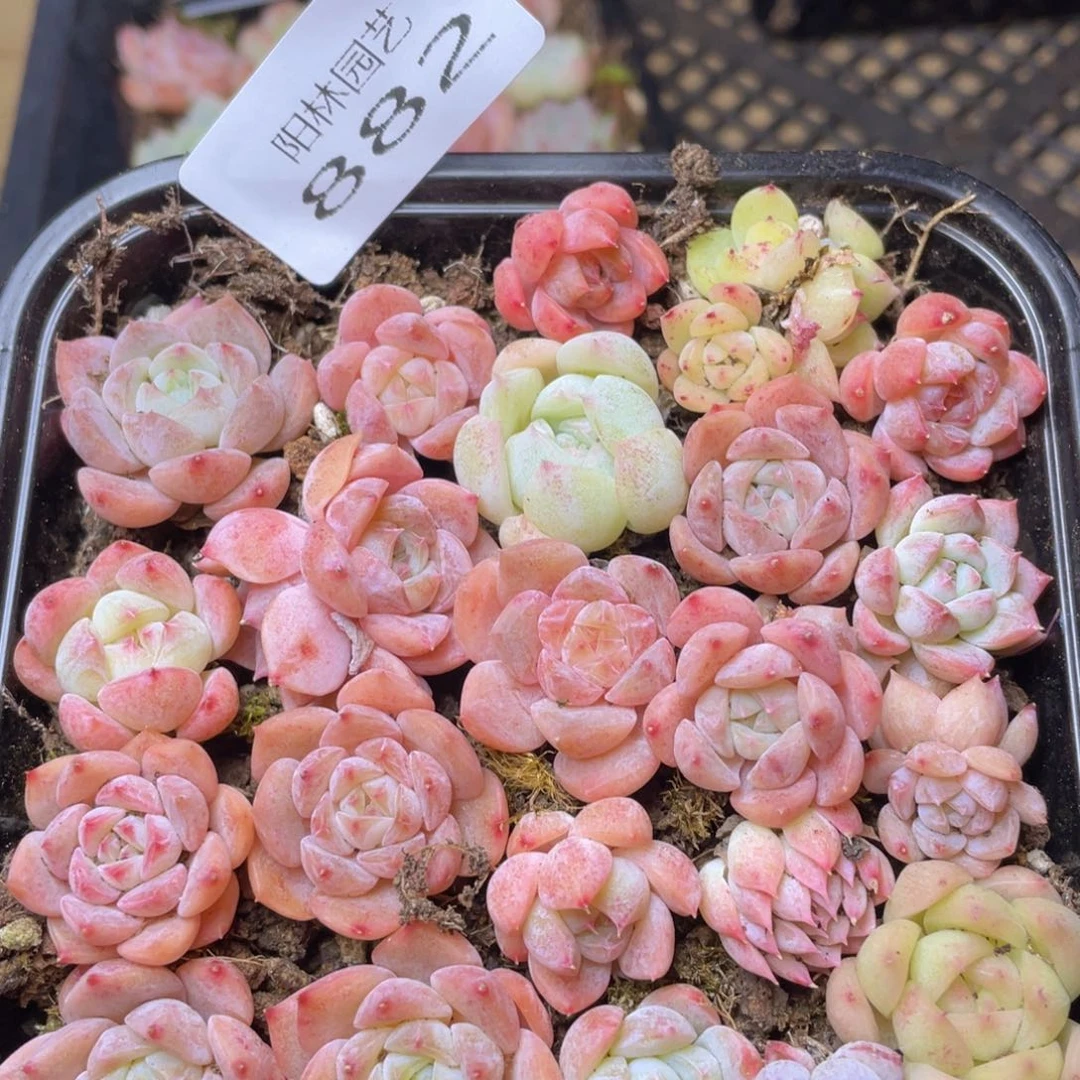 多肉植物多肉植物882