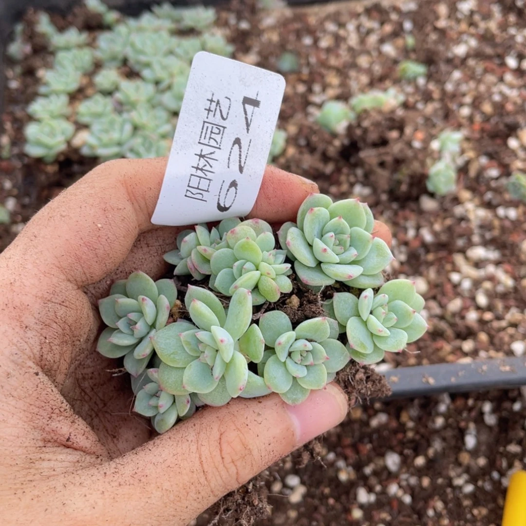 多肉植物多肉植物624