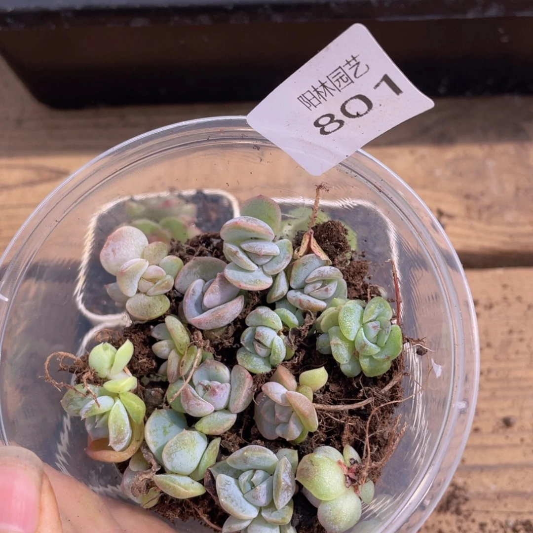 多肉植物多肉植物801