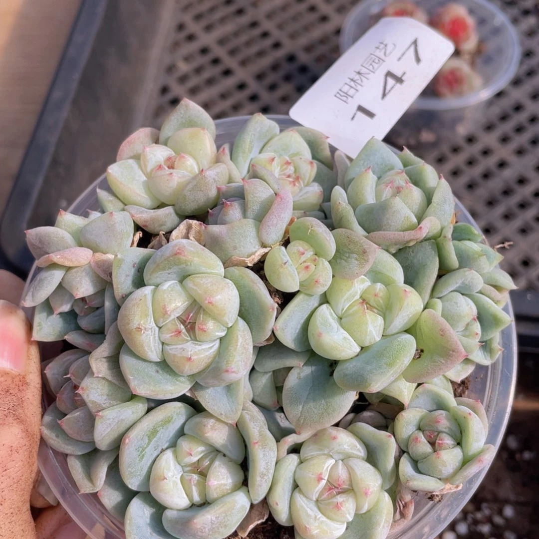 多肉植物多肉植物147
