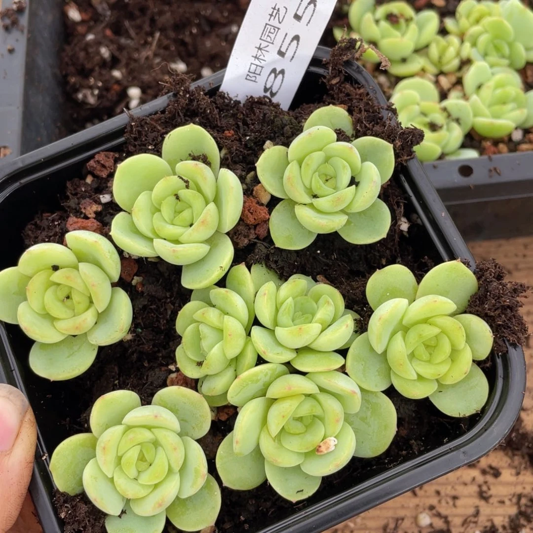 多肉植物多肉植物855