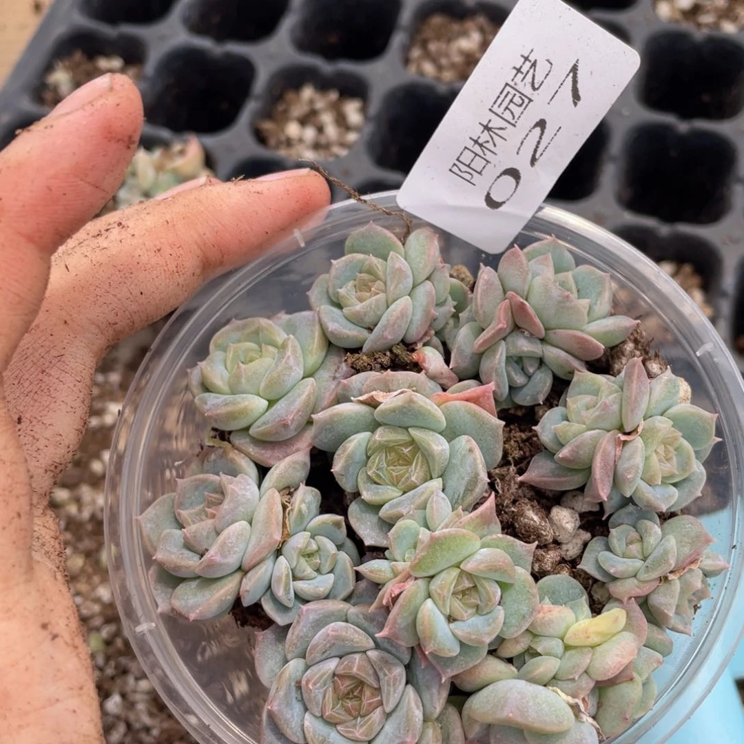 多肉植物多肉植物27