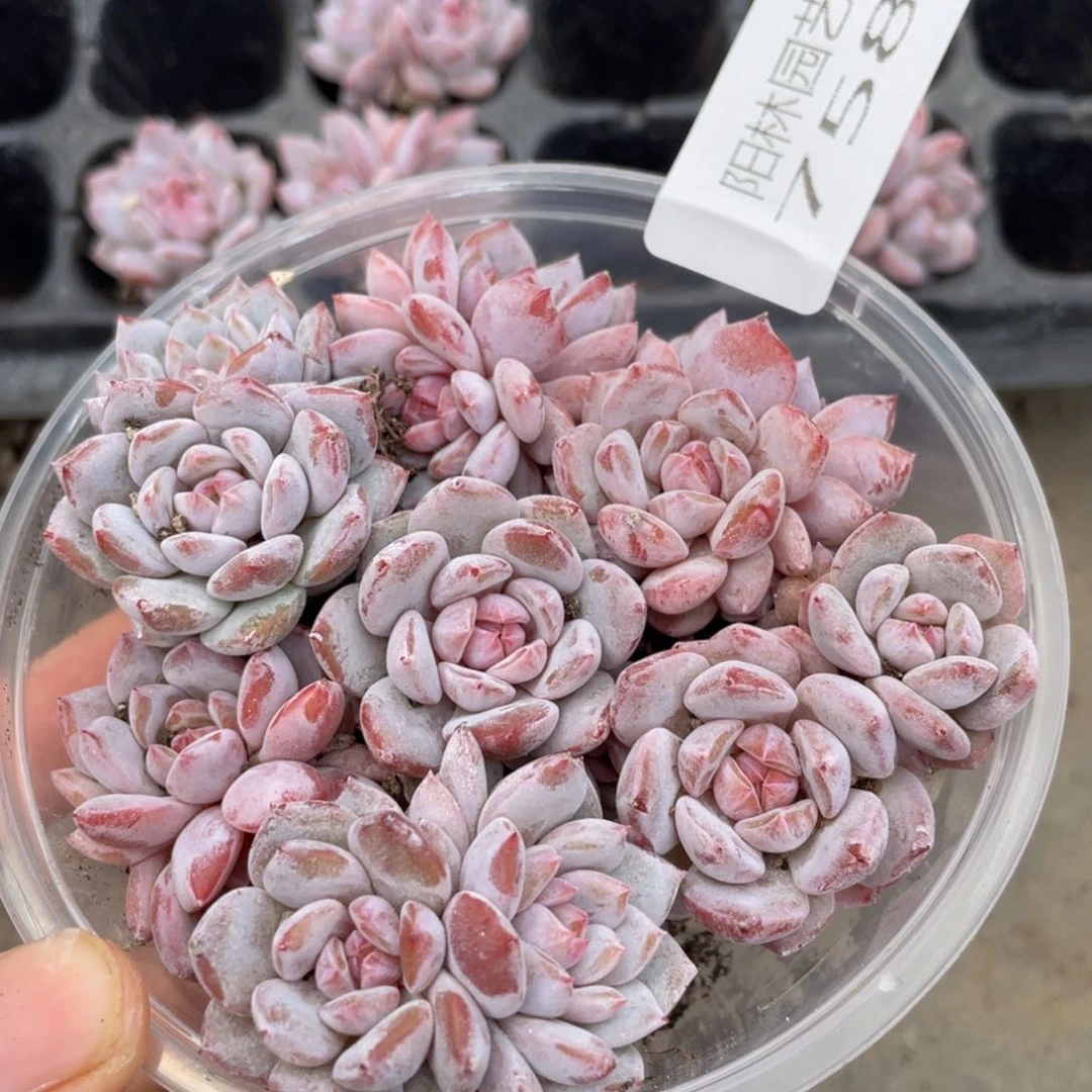 多肉植物多肉植物758