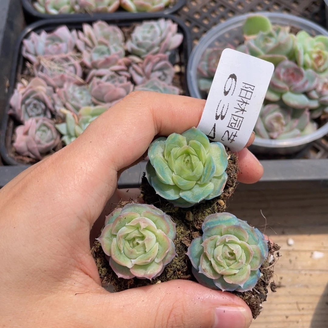 E**r多肉植物多肉植物634