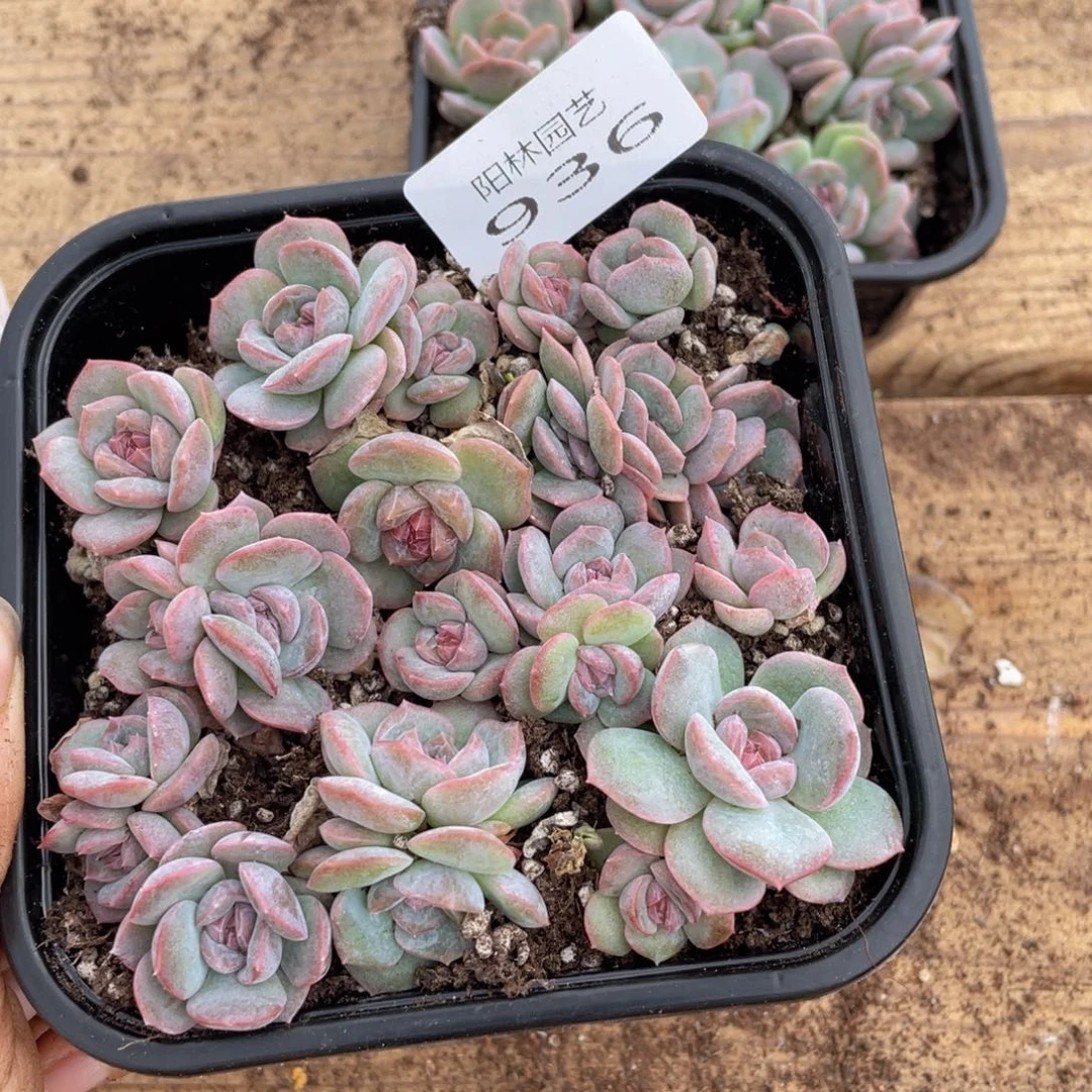 多肉植物多肉植物936