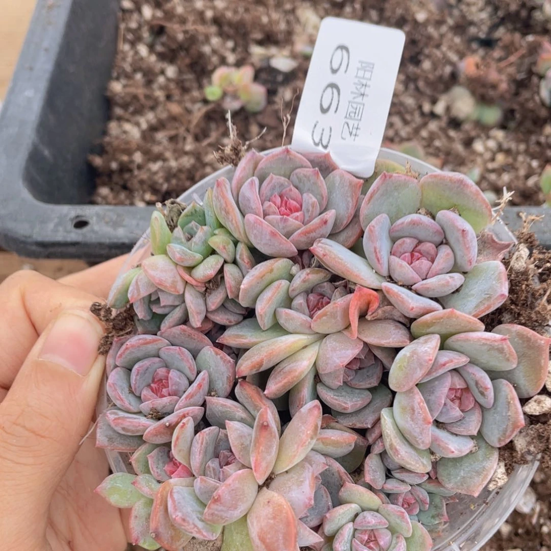 多肉植物多肉植物663