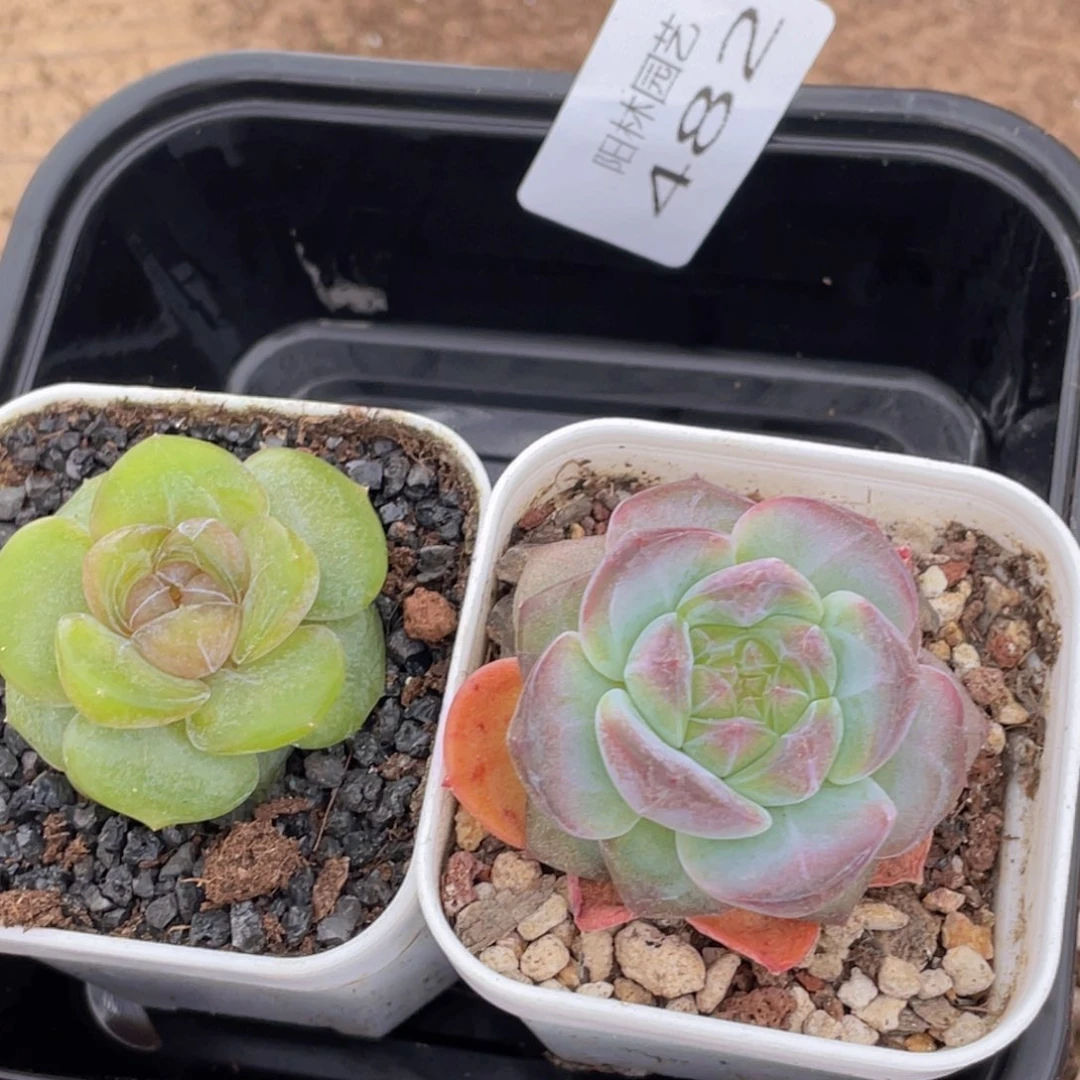 好*情多肉植物多肉植物482