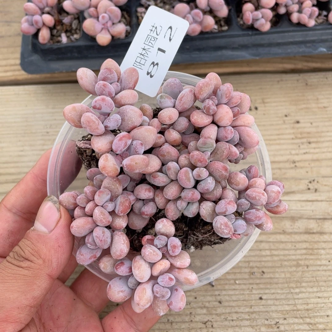 多肉植物多肉植物812