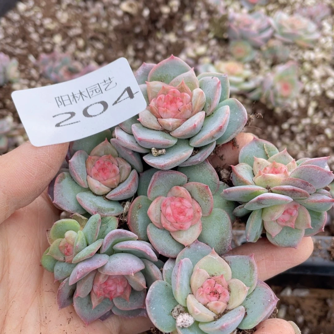 默*多肉植物多肉植物204