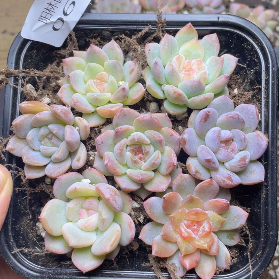 多肉植物多肉植物61