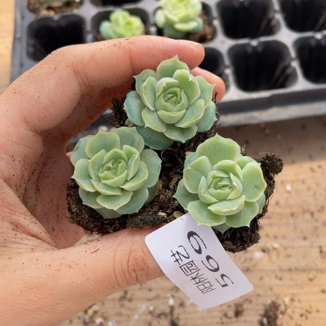 快**猴多肉植物多肉植物569