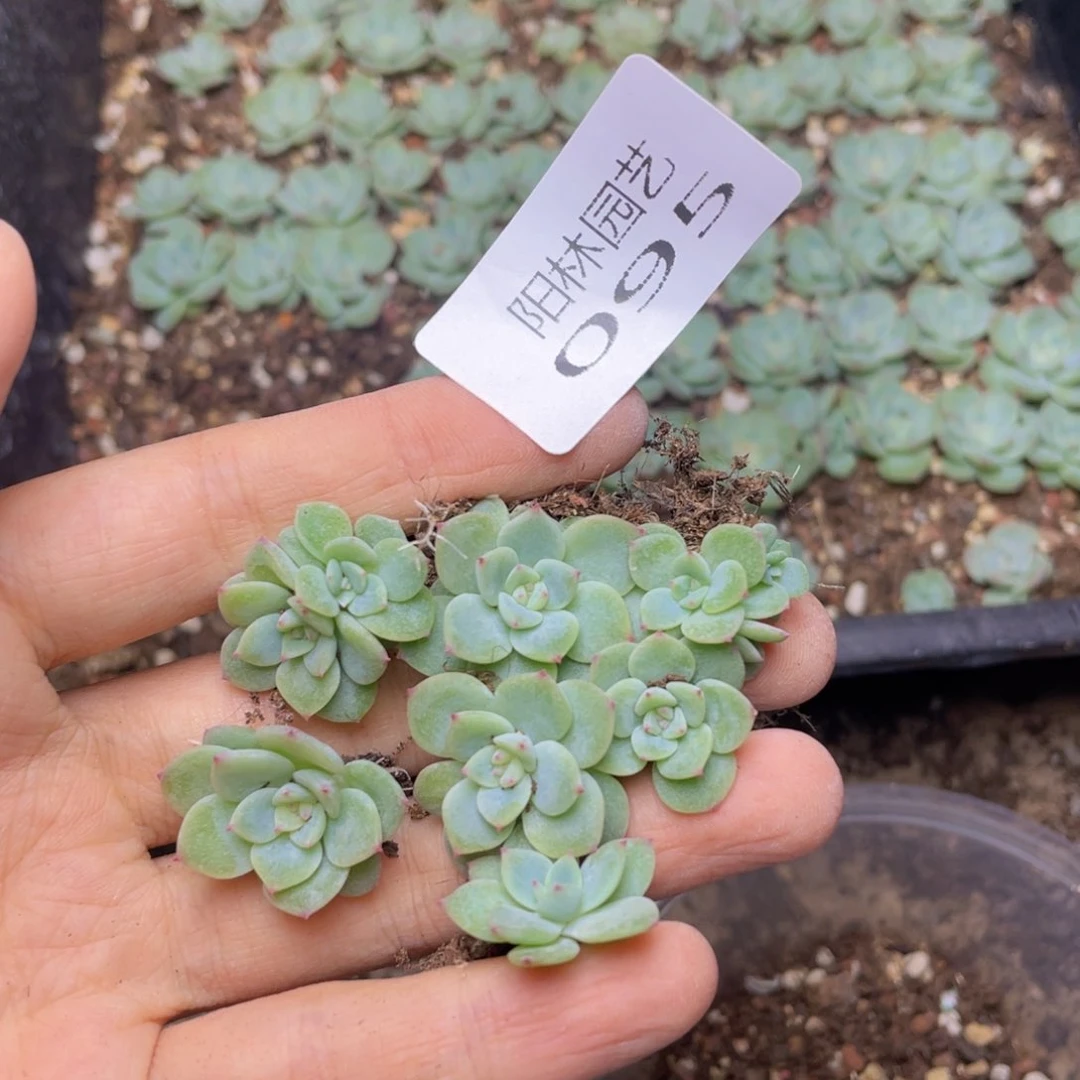 多肉植物多肉植物95