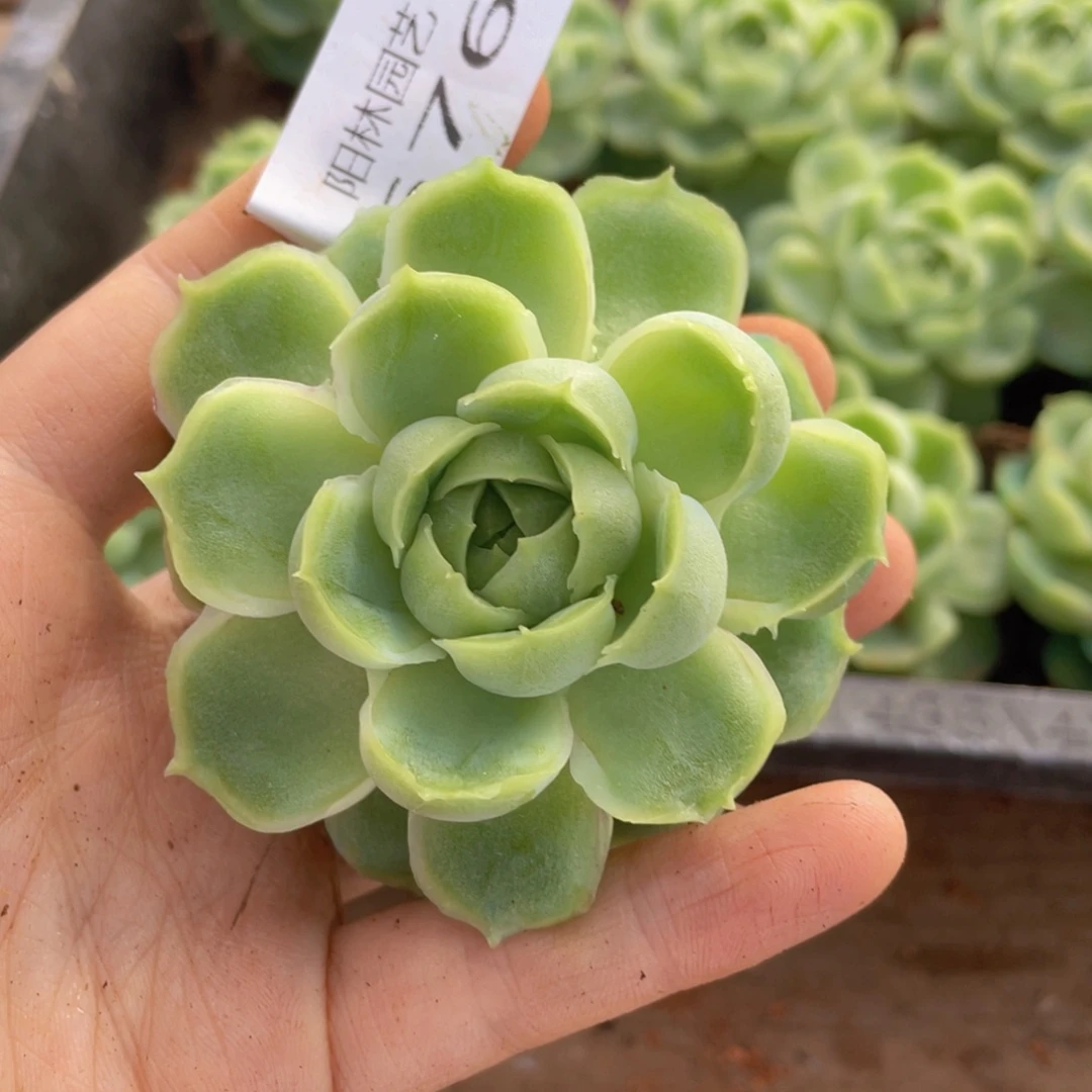 晴*鱼多肉植物多肉植物676