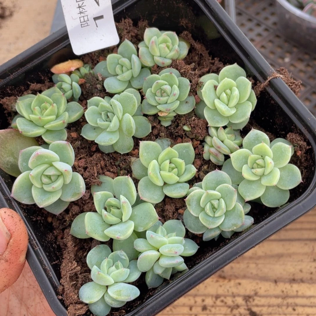 多肉植物多肉植物143