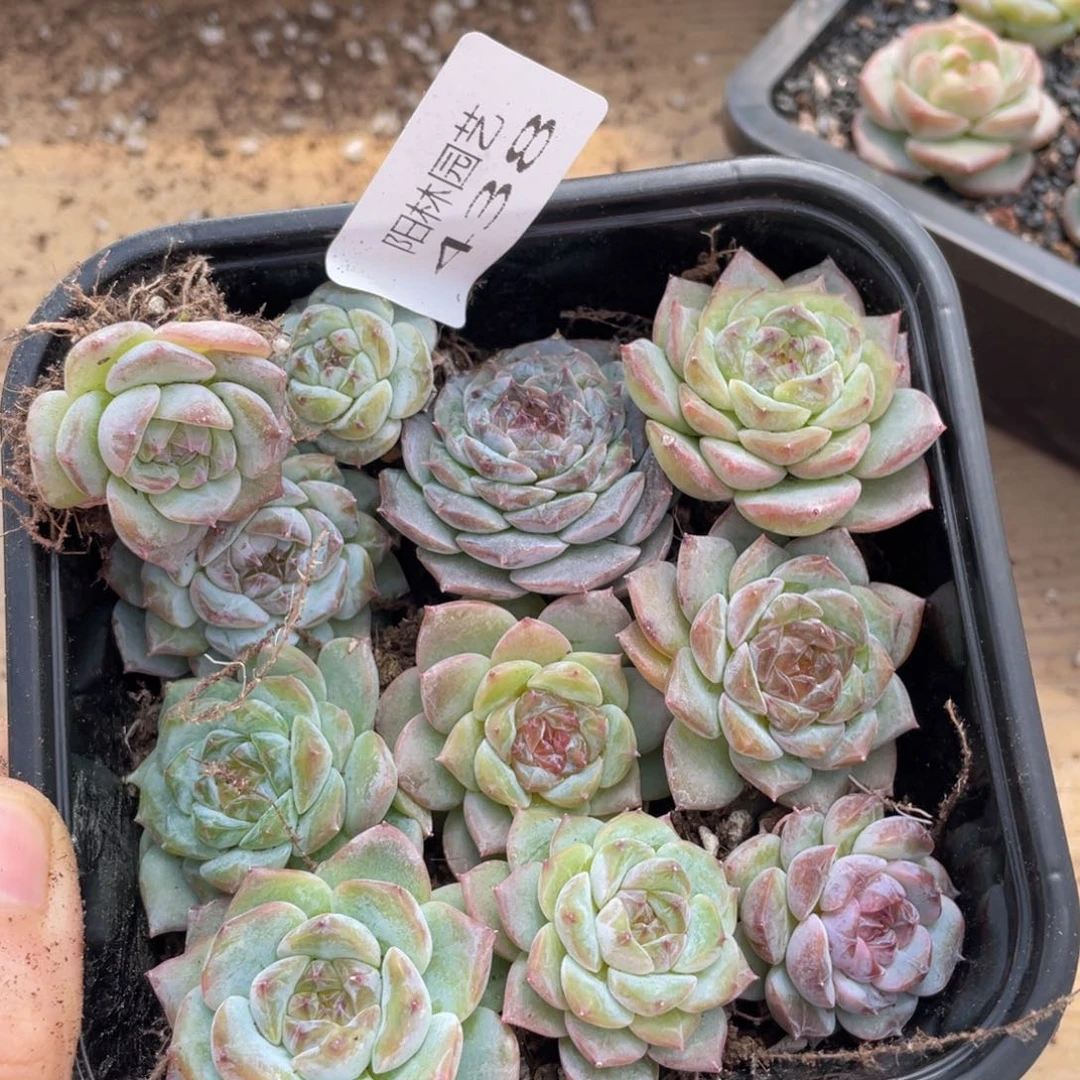 多肉植物多肉植物438