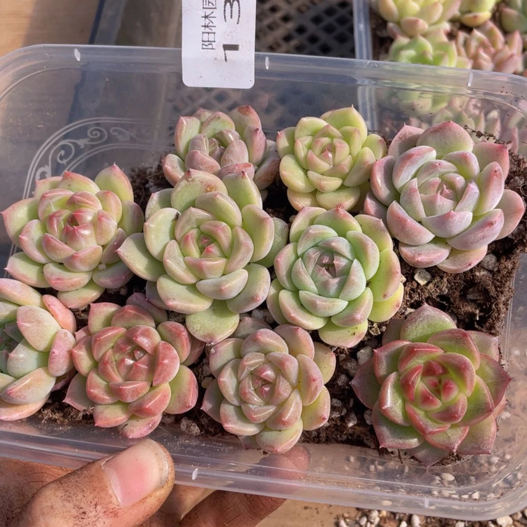 多肉植物多肉植物138