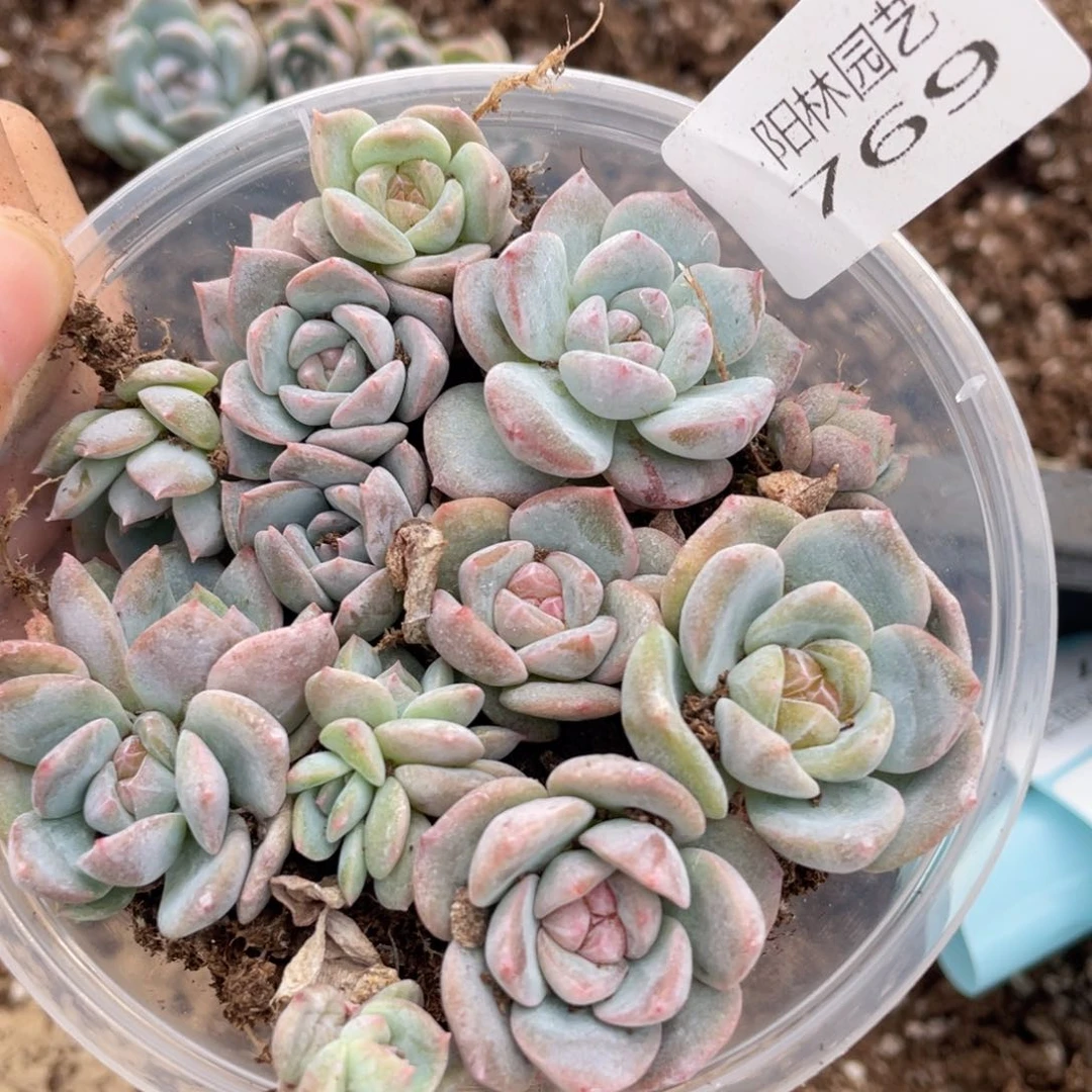 多肉植物多肉植物769