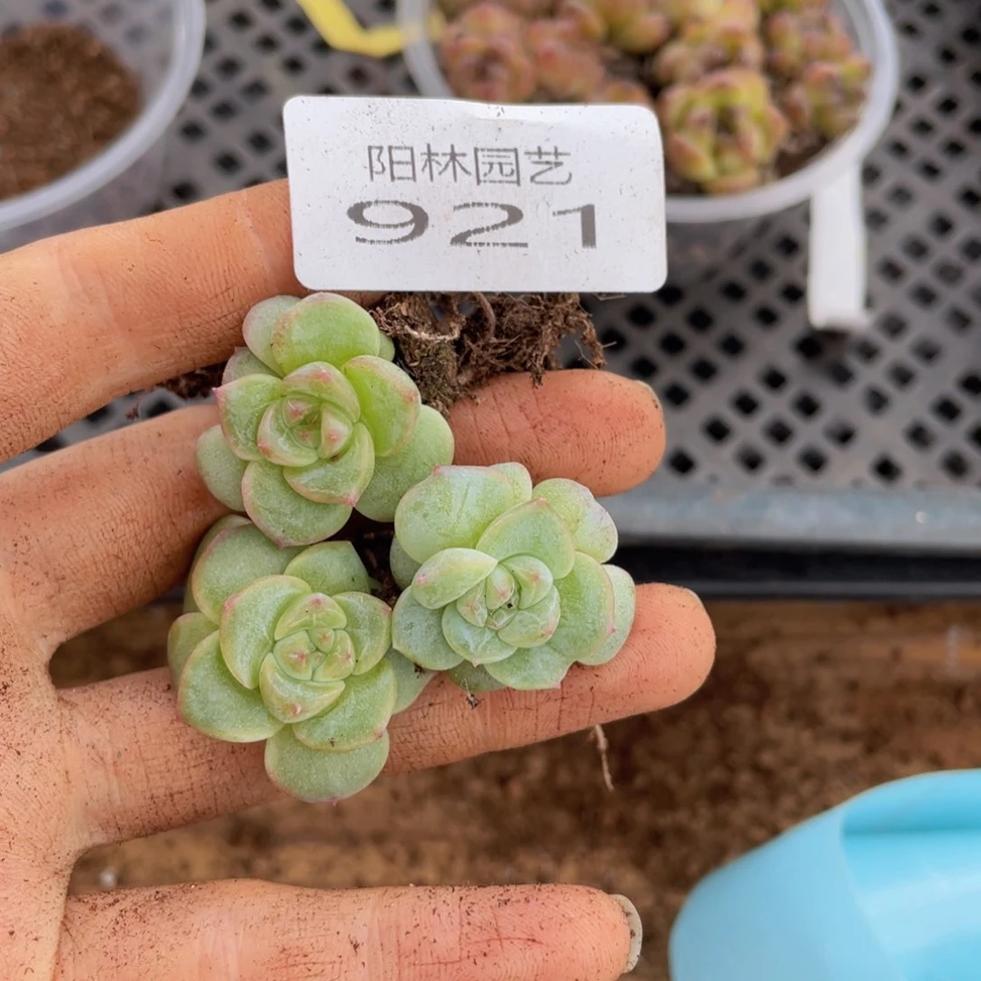 多肉植物多肉植物921