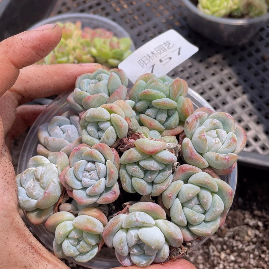 多肉植物多肉植物757