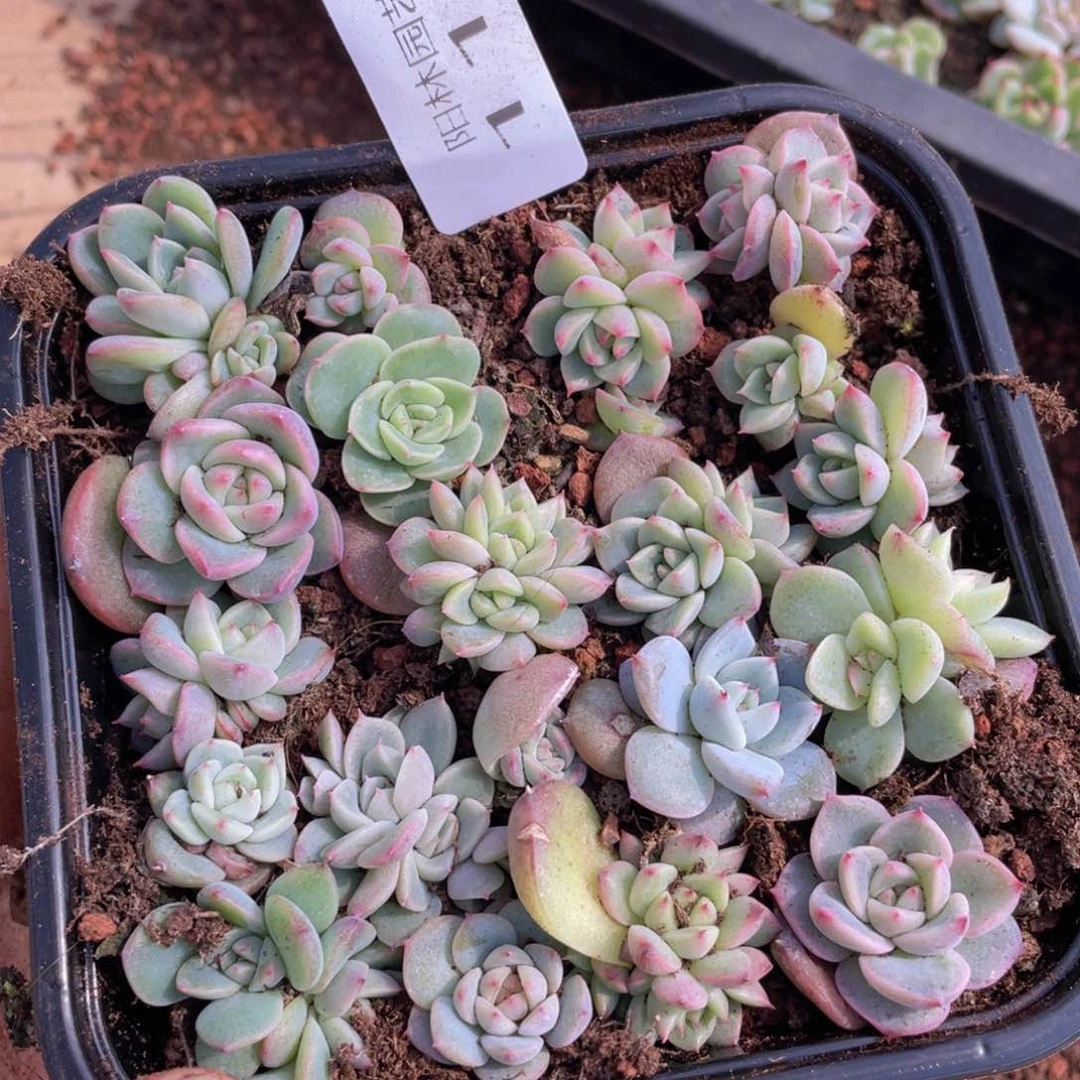 多肉植物多肉植物117