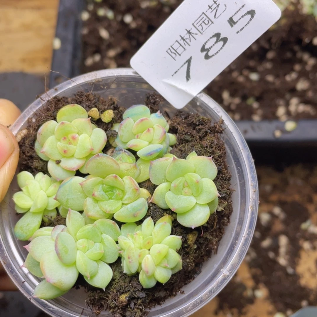 多肉植物多肉植物785