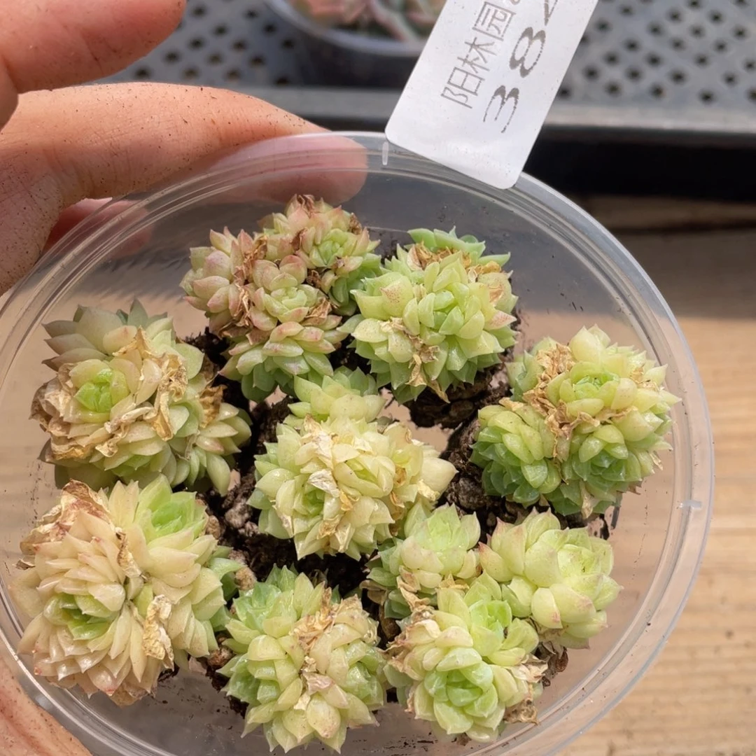 多肉植物多肉植物了384