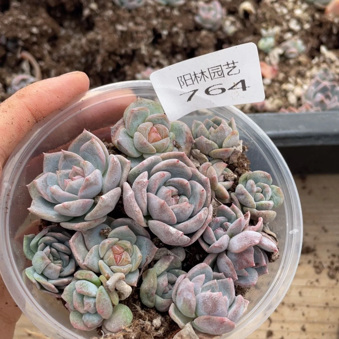 多肉植物多肉植物764