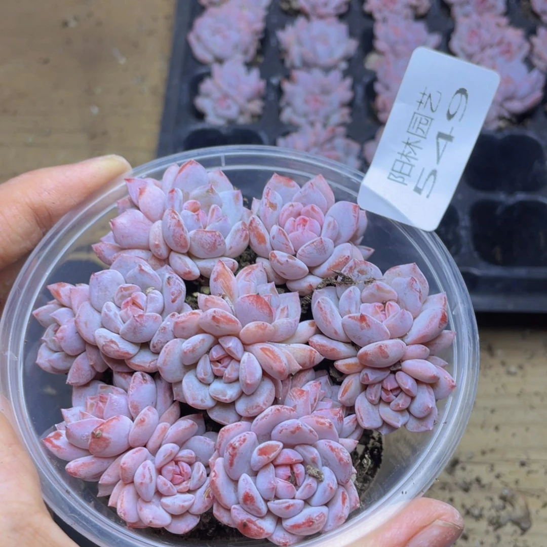 多肉植物多肉植物549