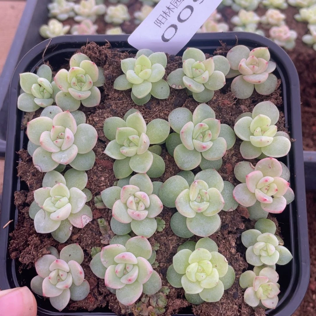 多肉植物多肉植物9