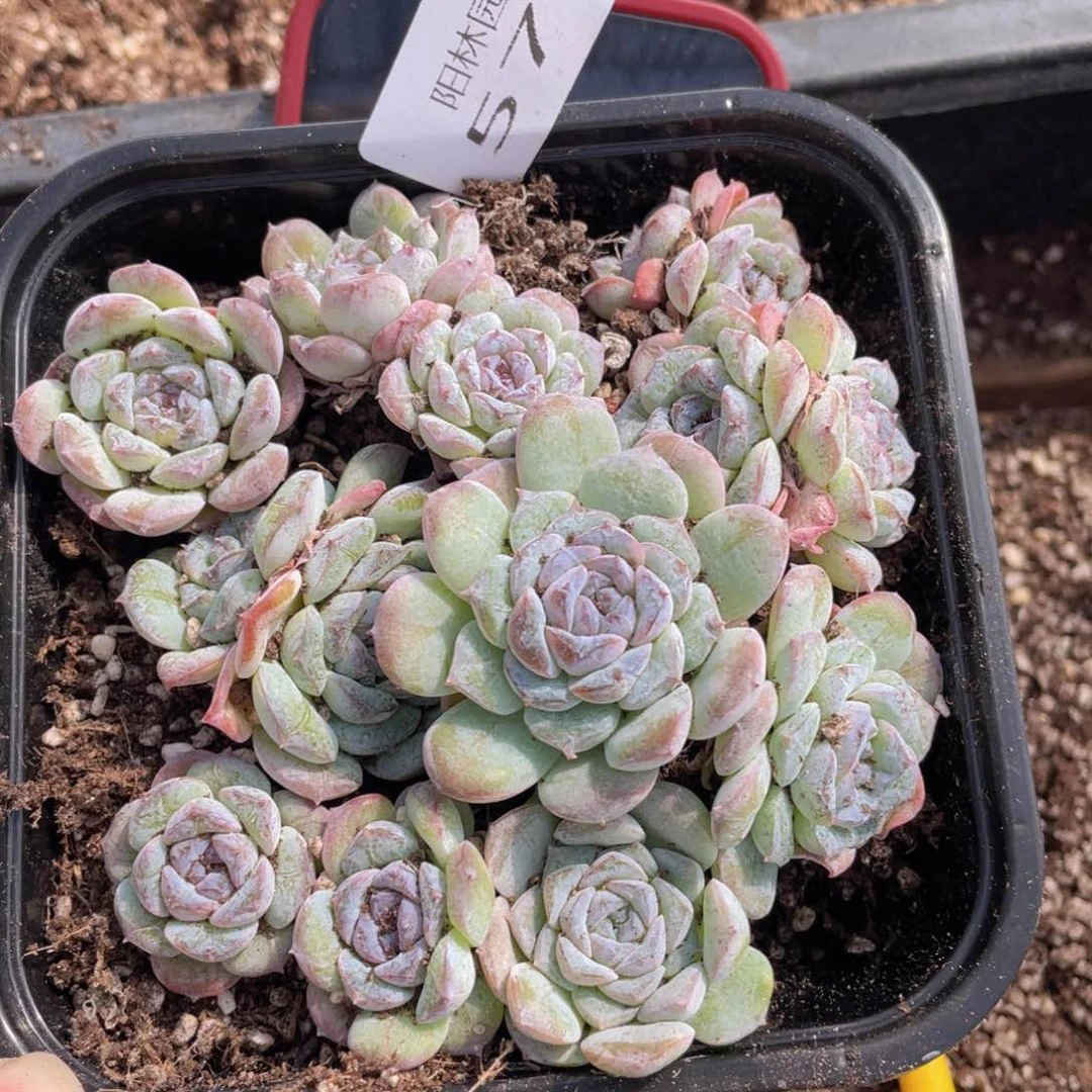 多肉植物多肉植物579