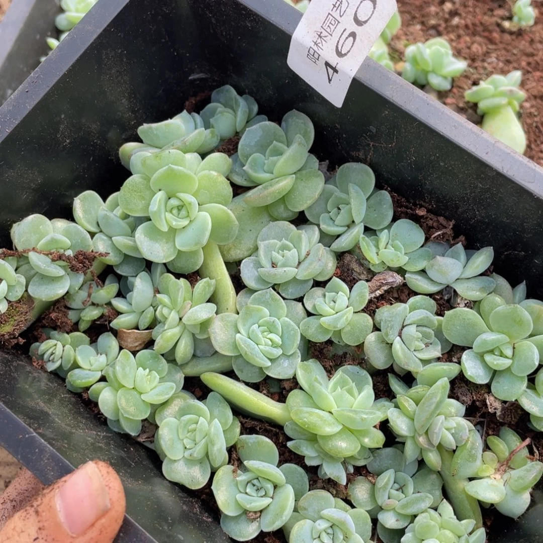 也****谁多肉植物多肉植物460