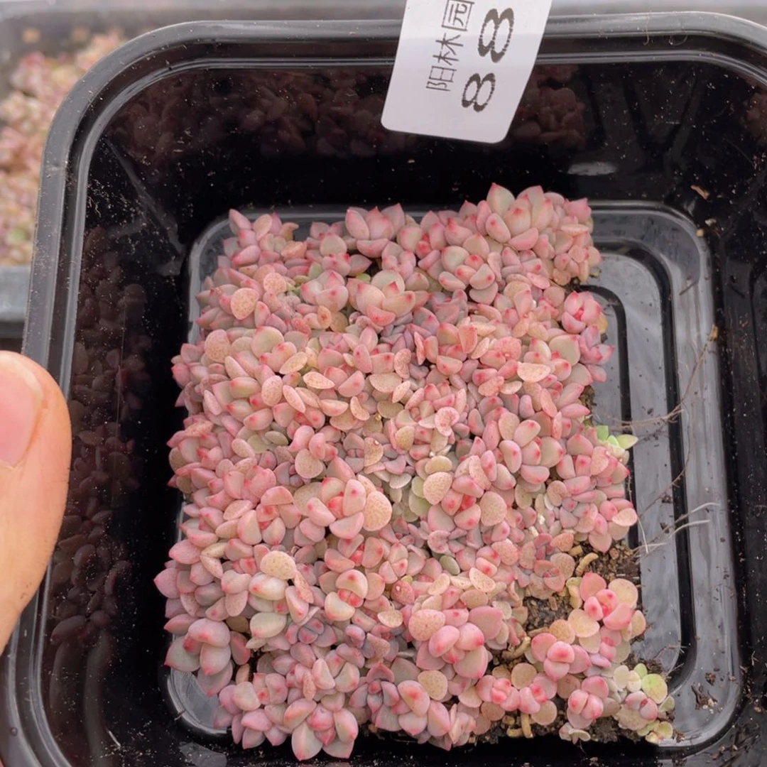 多肉植物多肉植物887