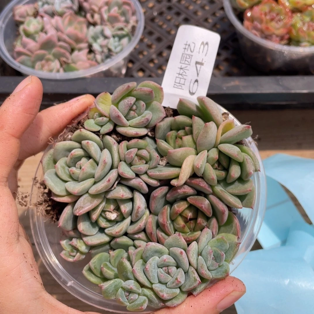 多肉植物多肉植物643
