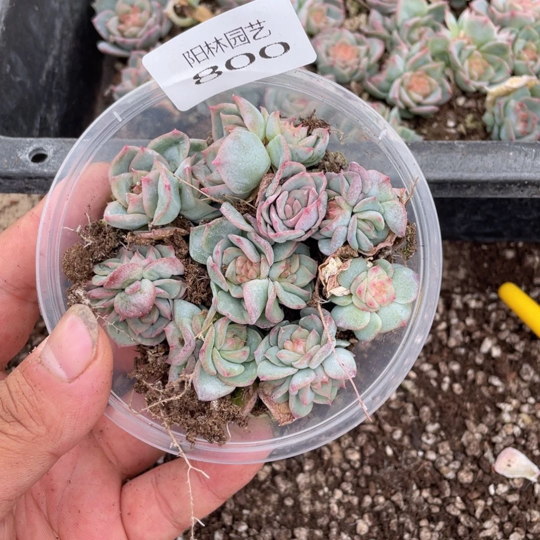 多肉植物多肉植物800