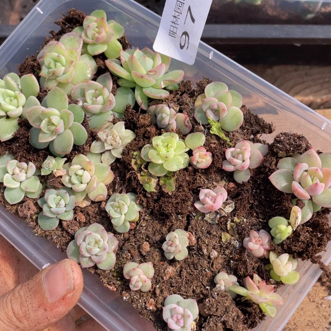 多肉植物多肉植物977