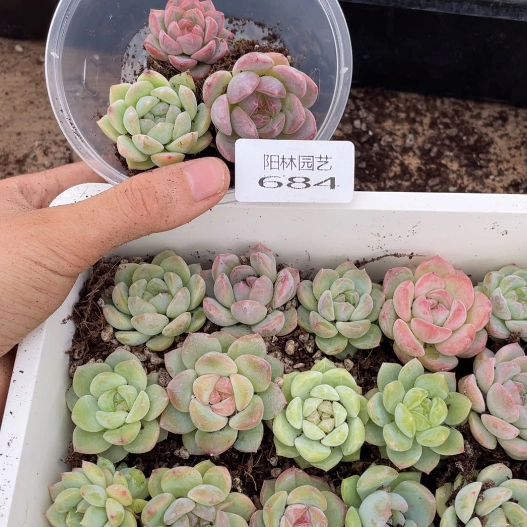 半****芙多肉植物多肉植物684