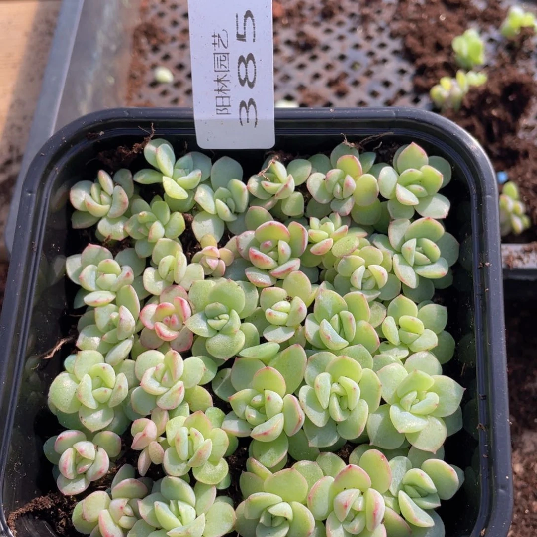 多肉植物多肉植物385