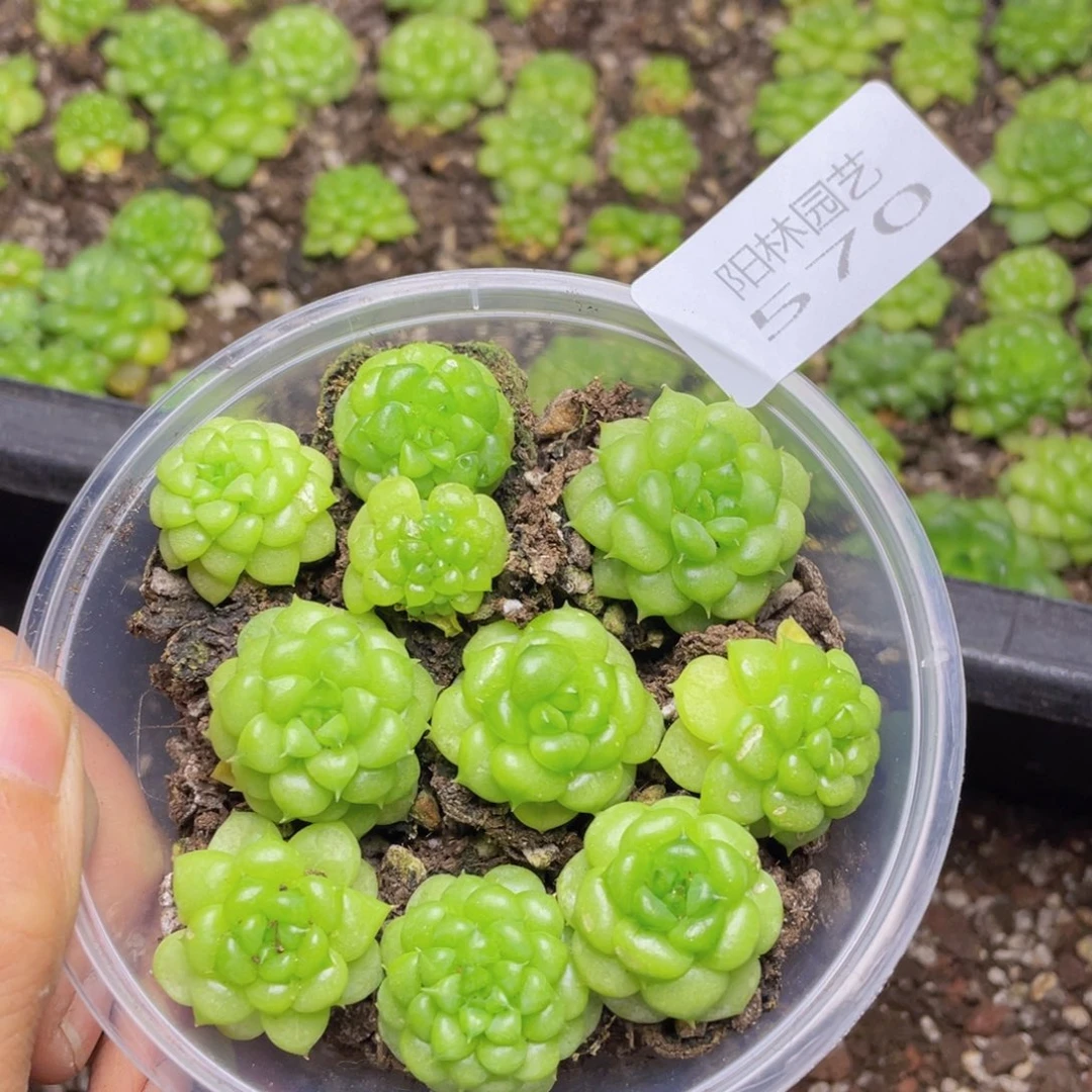 多肉植物多肉植物579