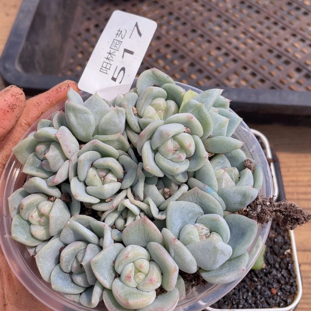 多肉植物多肉植物517