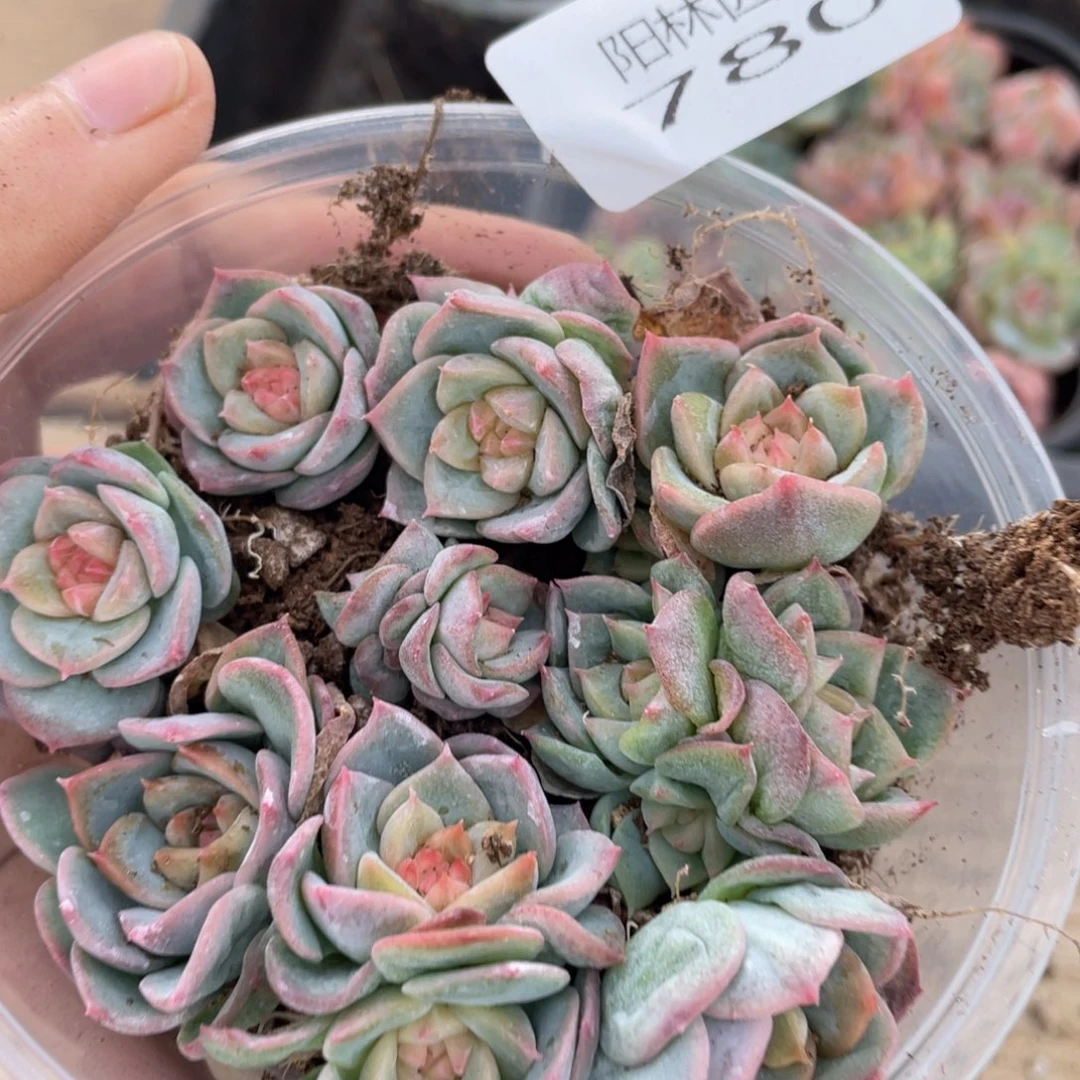 多肉植物多肉植物786