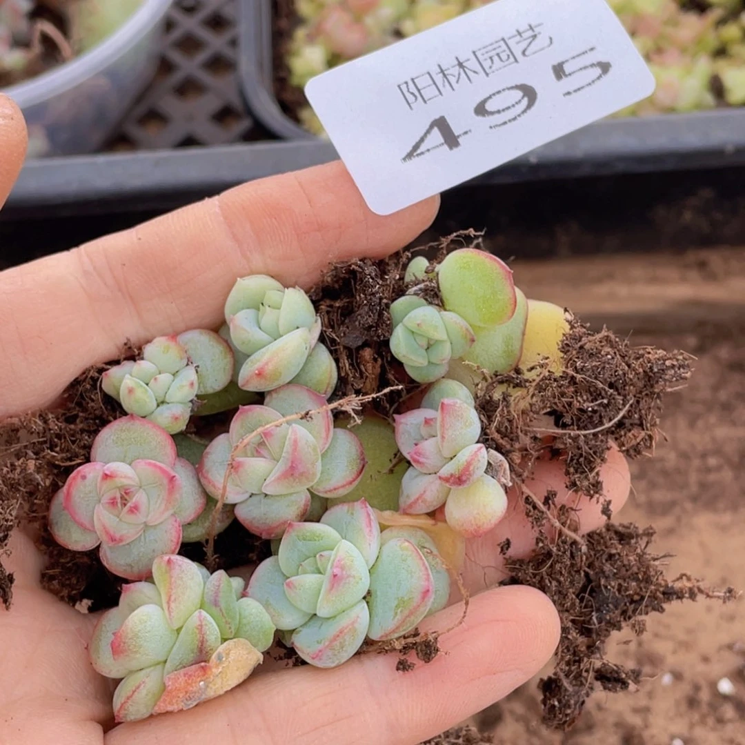 多肉植物多肉植物495